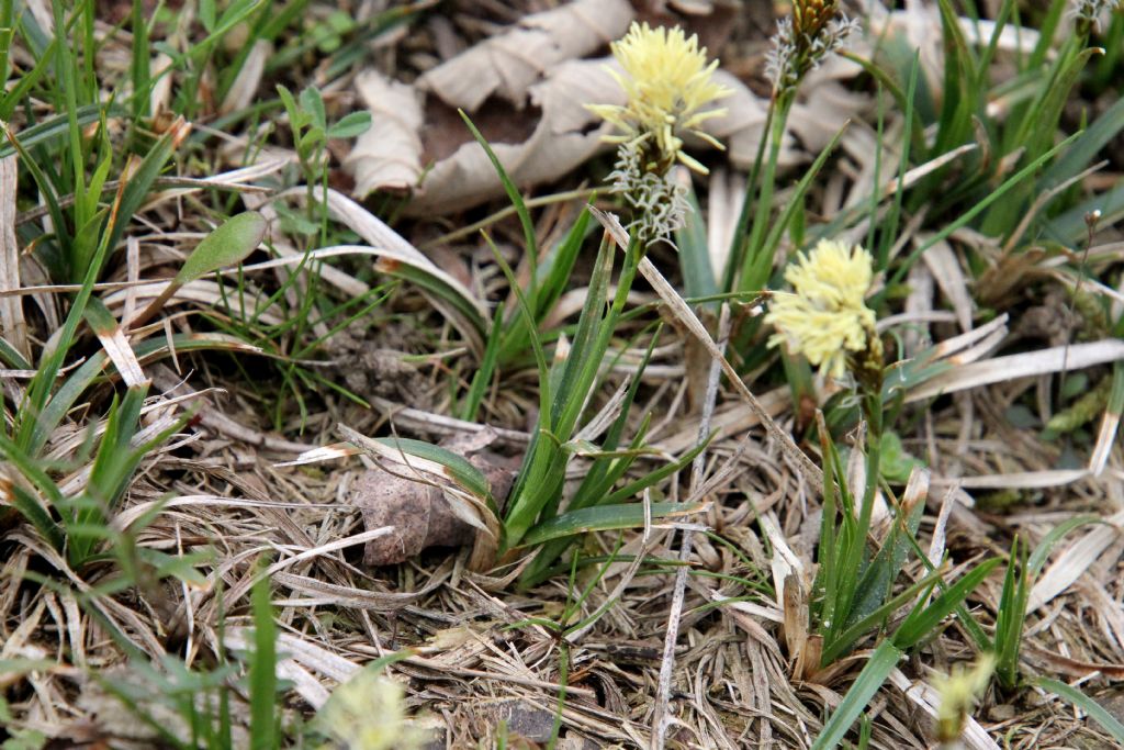 Carex ... flacca?